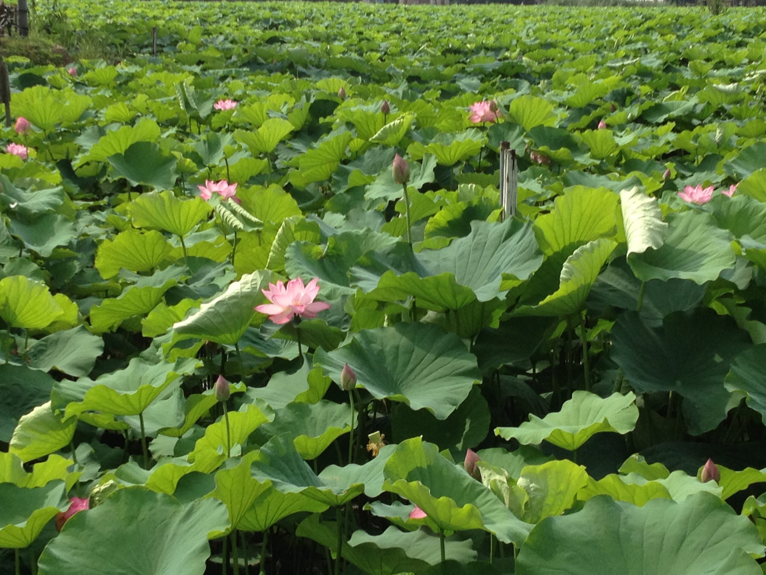 熱中症に注意しましょう！