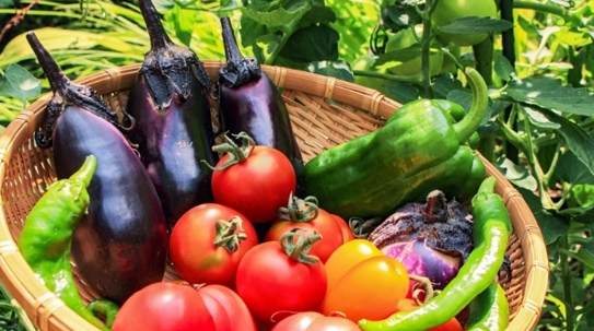 食事から健康を支える？BNKのAI栄養士アプリで在宅療養が楽しくなる