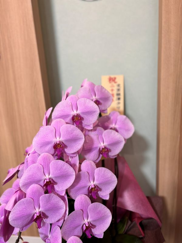 胡蝶蘭をいただきました!